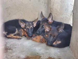 1-3 months Female Purebred German Shepherd