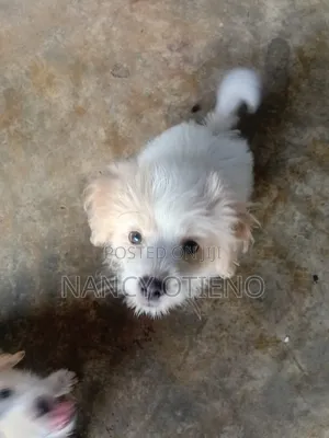 1-3 months Male Purebred Maltese