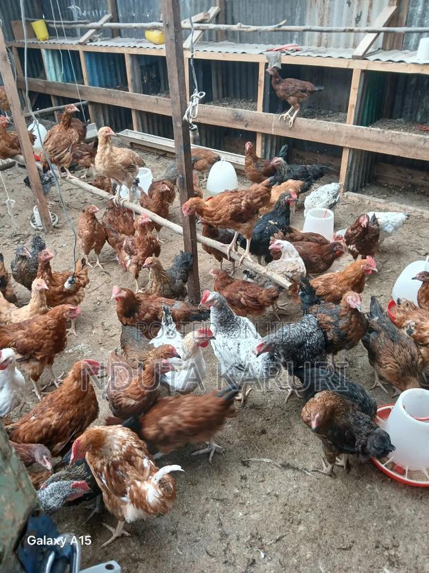 Kienyeji Chicken - main view