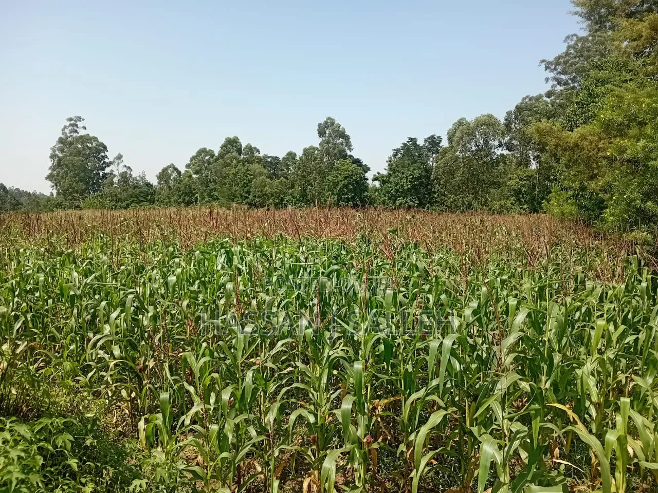 1 Acre in Bungoma.