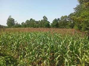 1 Acre in Bungoma.
