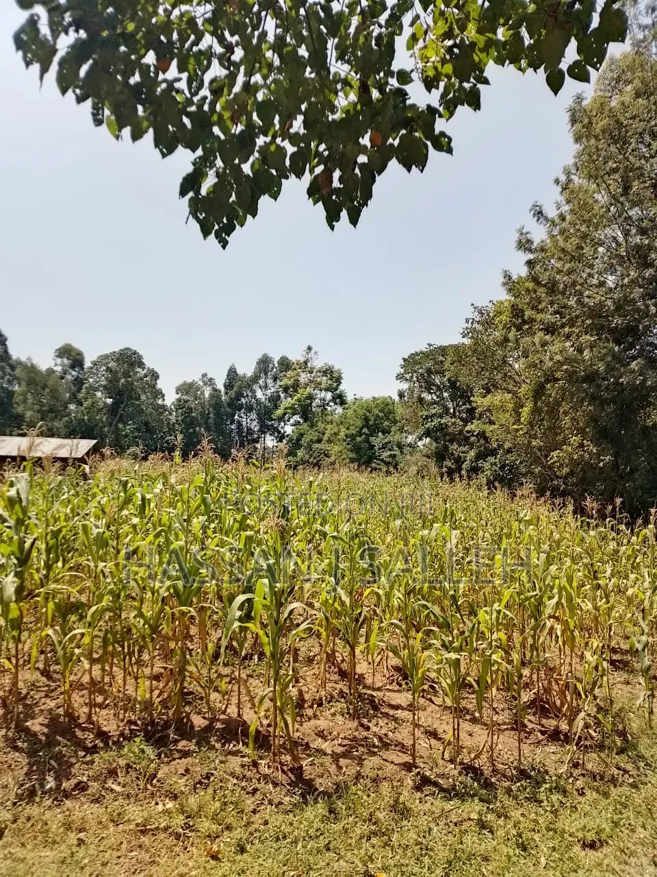 1 Acre in Bungoma.