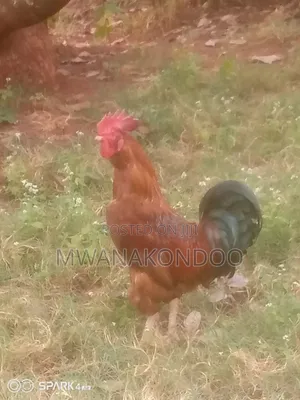 Mature Jogoo