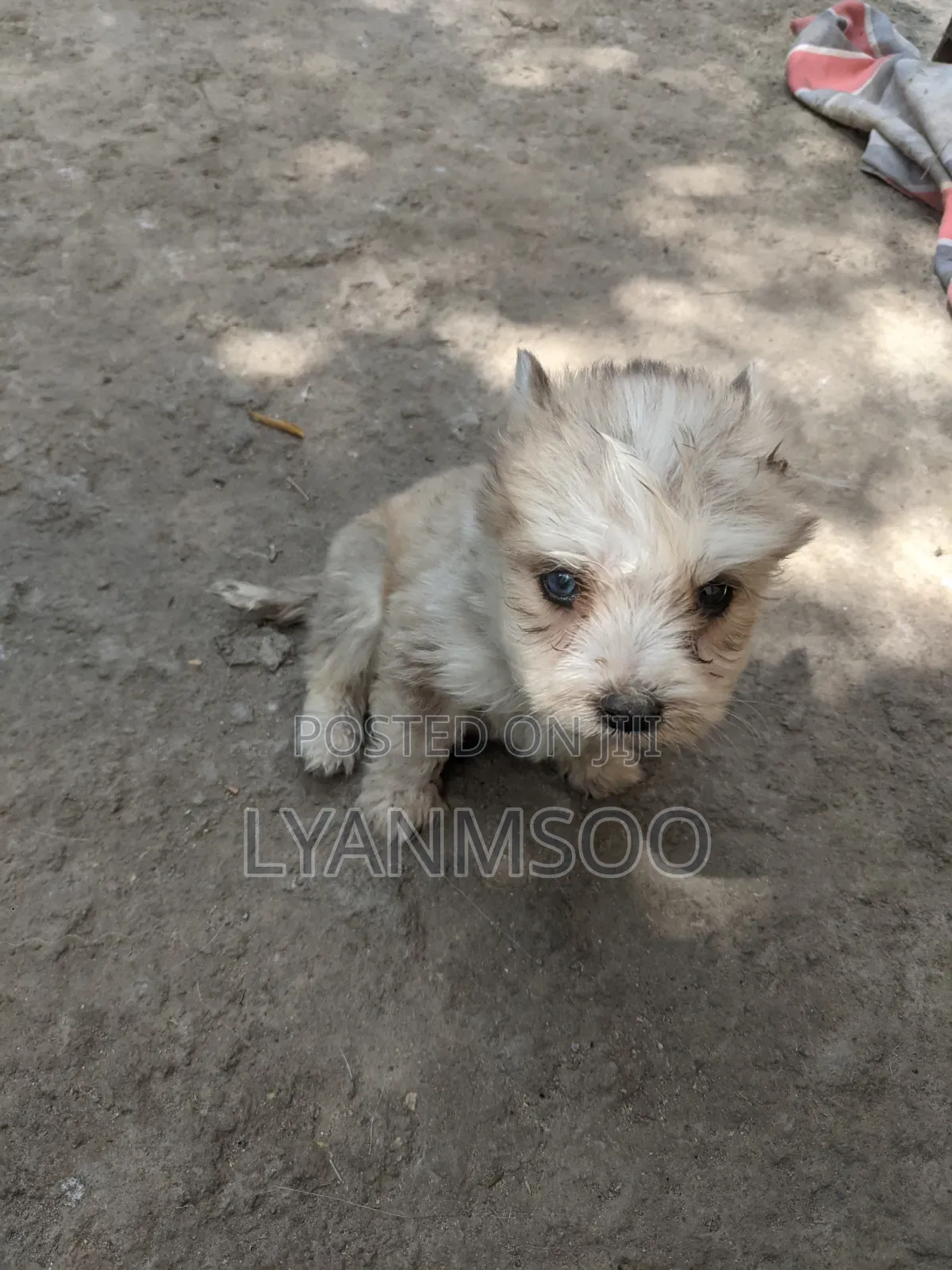 1-3 months Male Mixed Breed Maltese