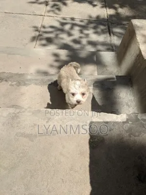 1-3 months Male Mixed Breed Maltese