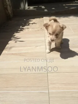 1-3 months Male Mixed Breed Maltese