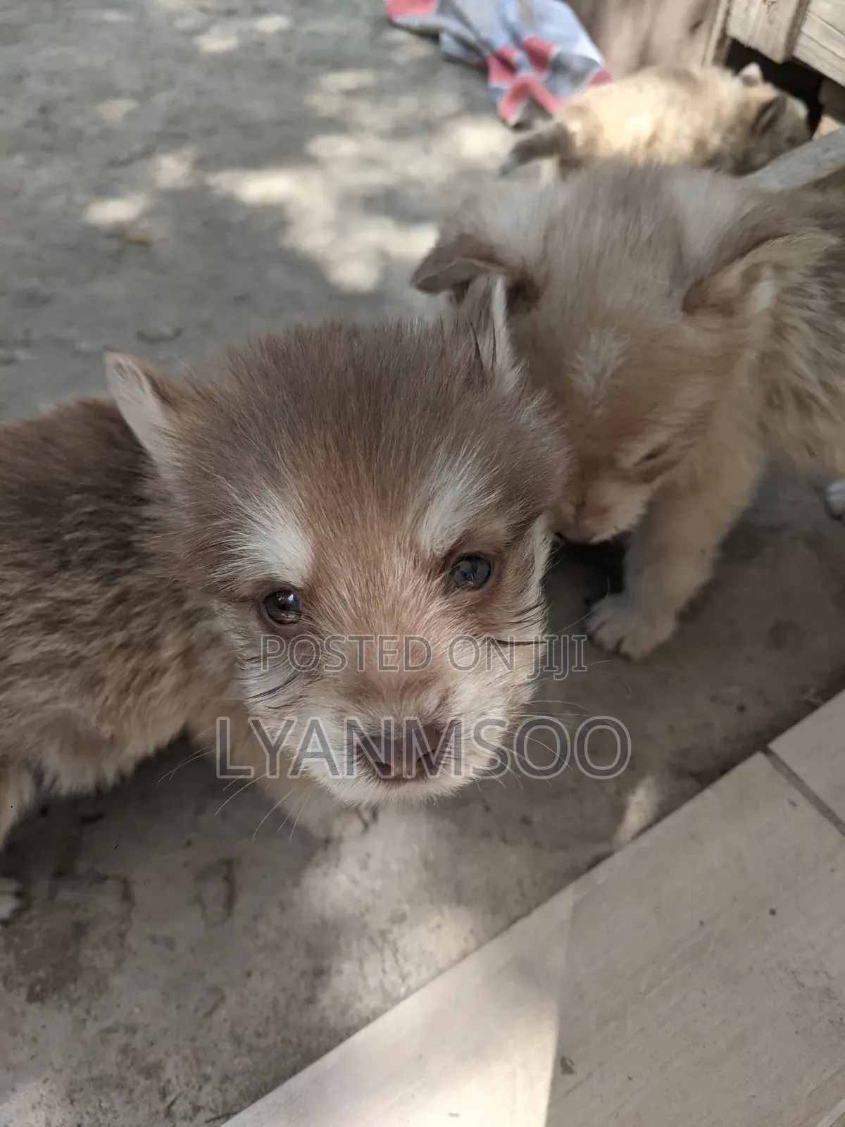 1-3 months Male Mixed Breed Maltese