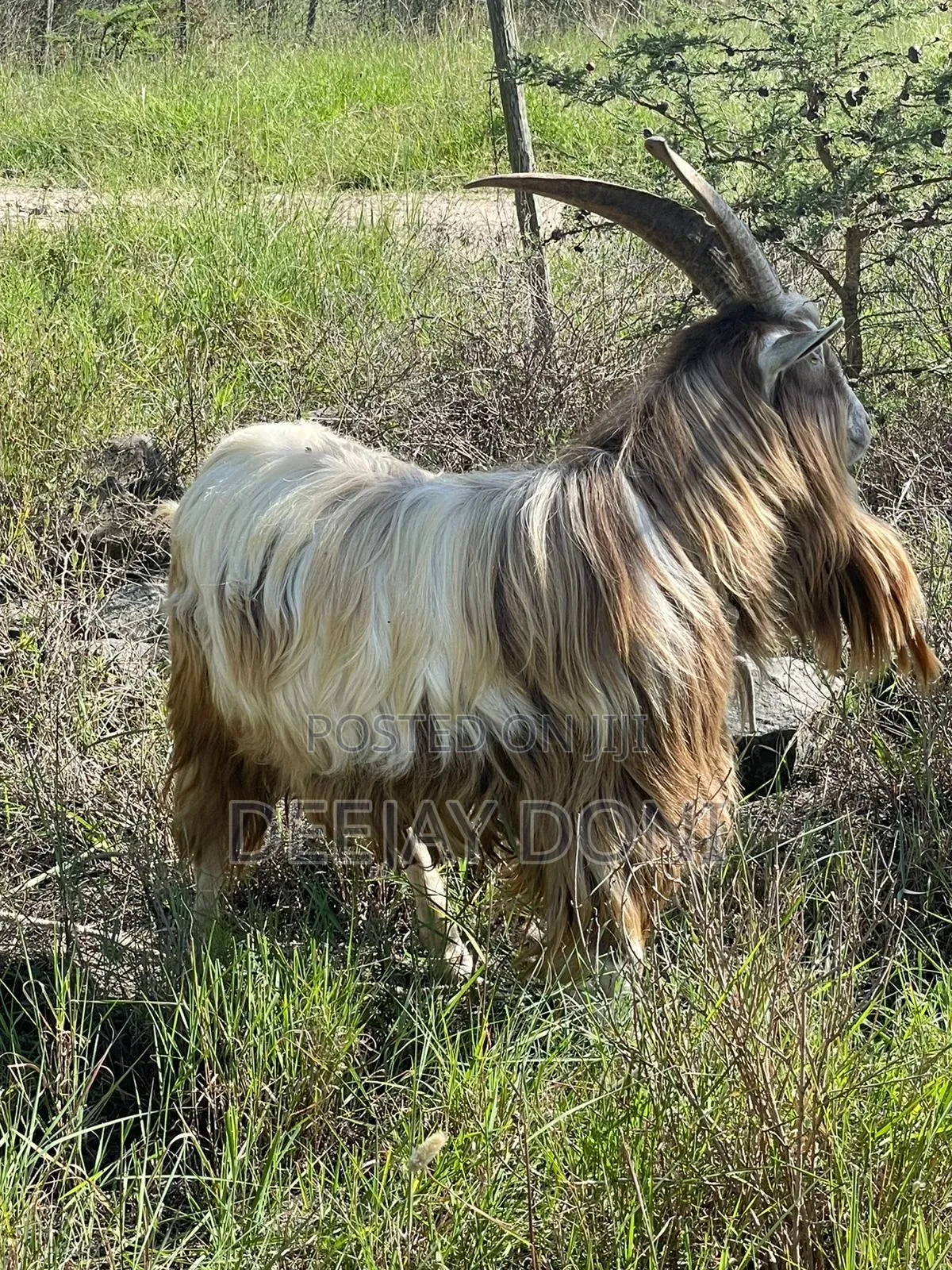 Toggenburg Male Goat