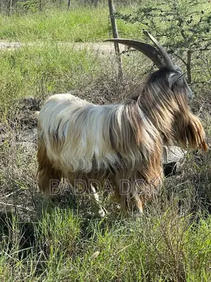 Toggenburg Male Goat