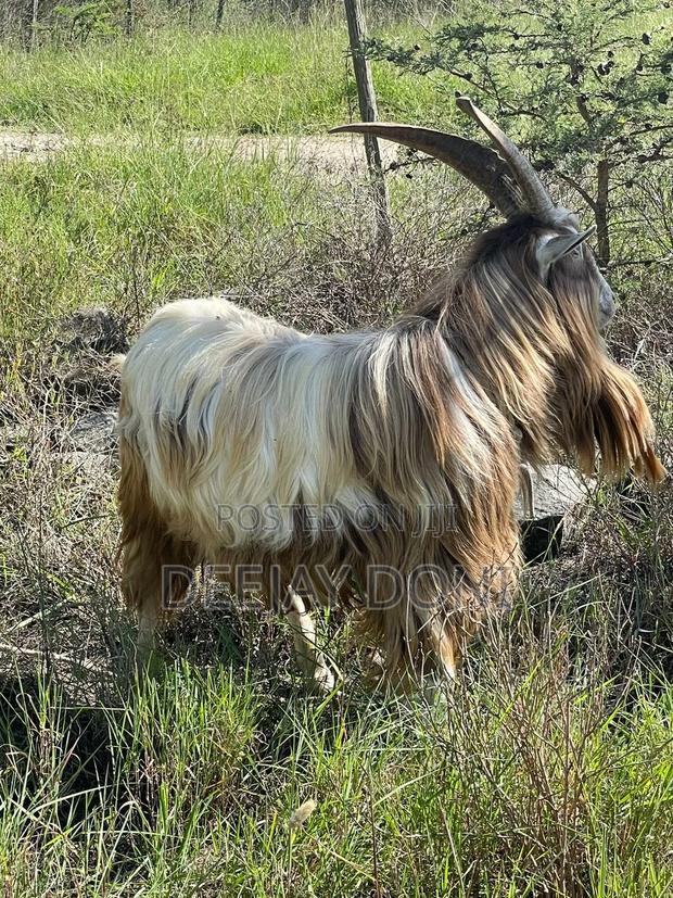 Toggenburg Male Goat