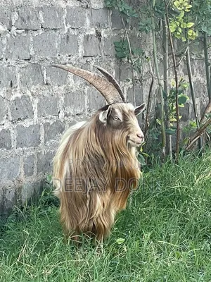 Toggenburg Male Goat