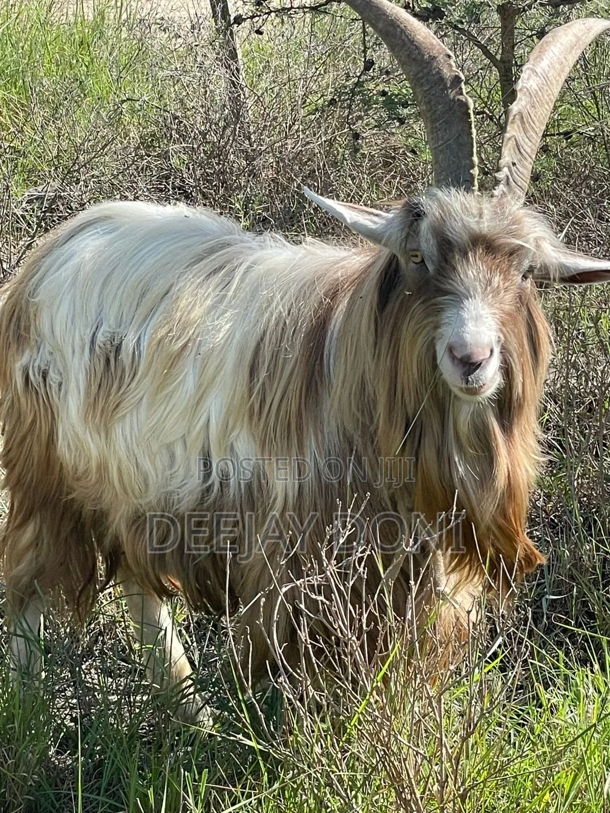 Toggenburg Male Goat
