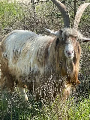 Toggenburg Male Goat