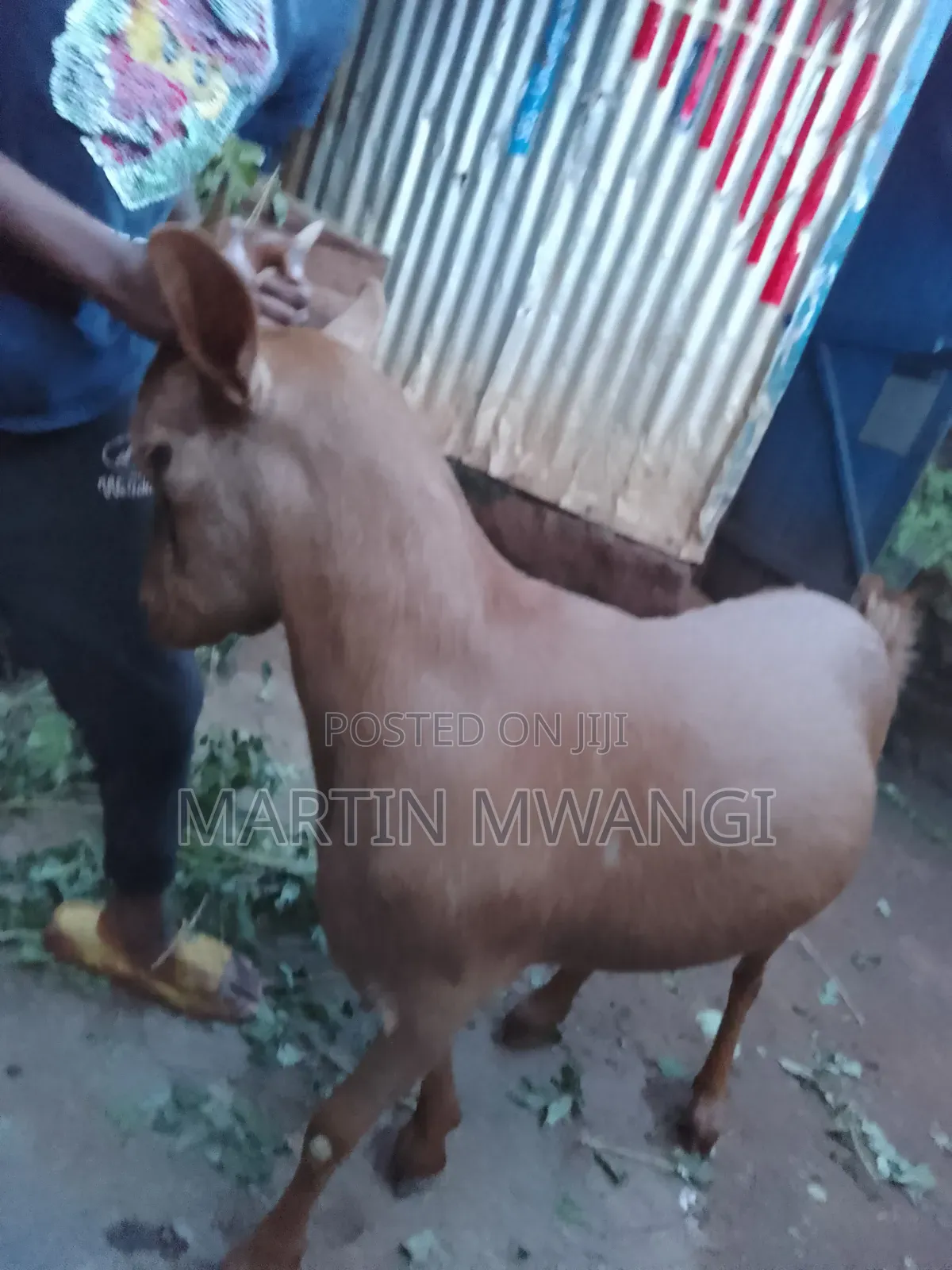Two She Goats One Pregnant One 12months Old