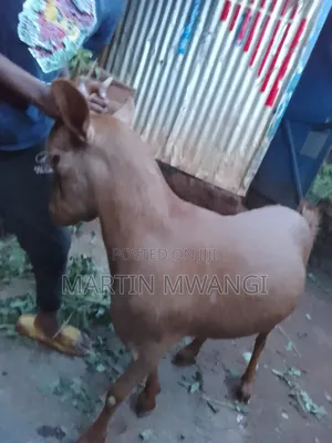 Two She Goats One Pregnant One 12months Old