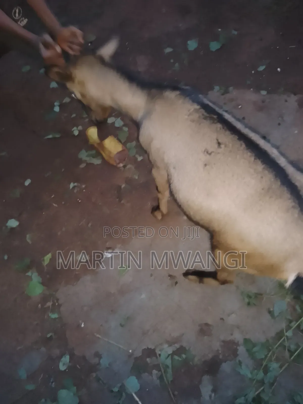 Two She Goats One Pregnant One 12months Old
