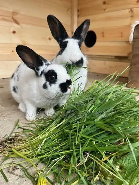 Hybrid Rabbits for Sale - main view