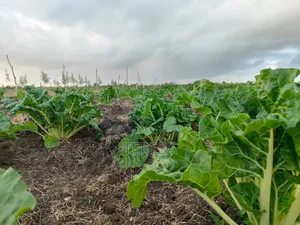 Prime Land for Sale in Malindi With Flexible Payment Plan