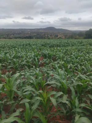 Selling a 2 Acre Parcel of Agricultural Land at Kithimani Yatta