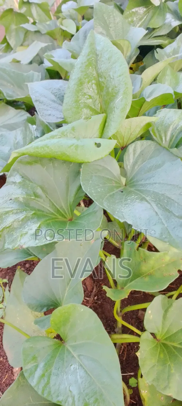 Super K Vines