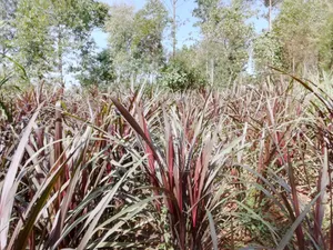 Australian Red Napier