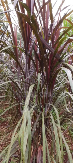 Australian Red Napier
