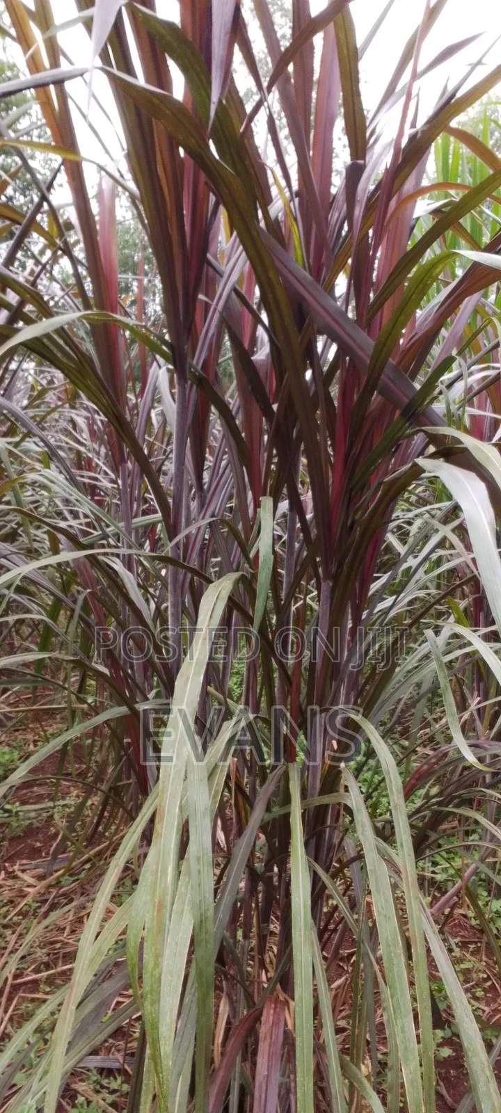 Australian Red Napier