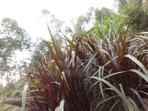 Australian Red Napier