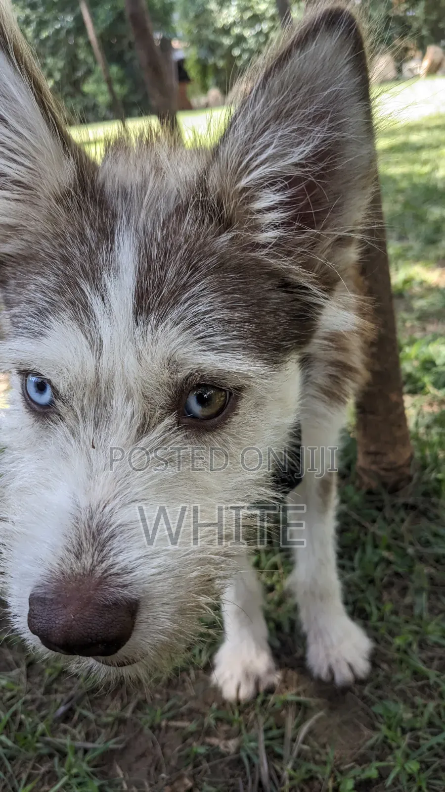6-12 months Female Mixed Breed Siberian Husky