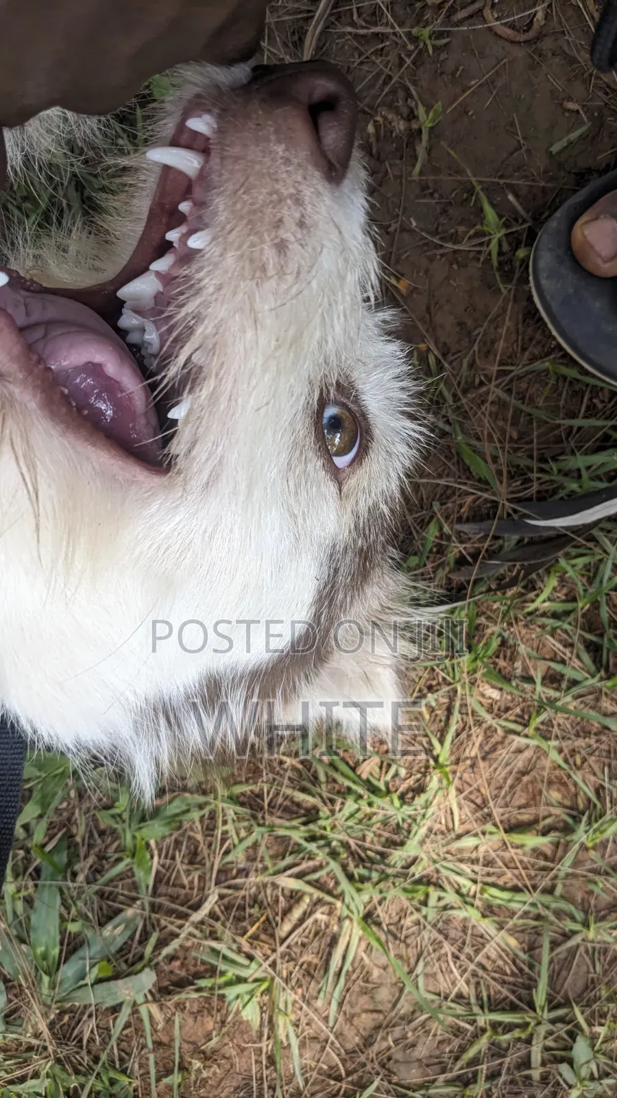 6-12 months Female Mixed Breed Siberian Husky