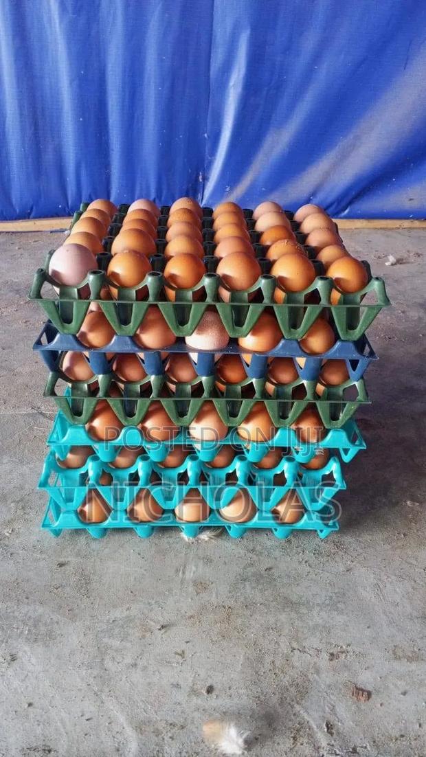 Fresh Table Eggs Wholesale Self Pick