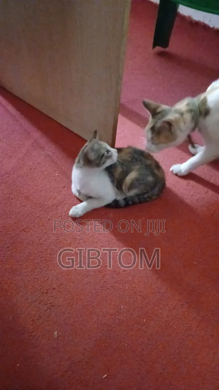 1-3 months Female Mixed Breed Cat