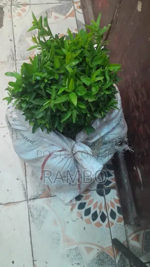 Kei Apple Seedlings for Fence Available Kayaba Seeds Available