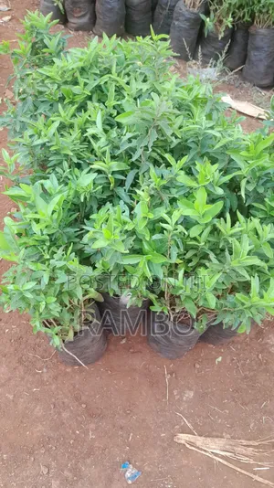 Kei Apple Seedlings for Fence Available Kayaba Seeds Available