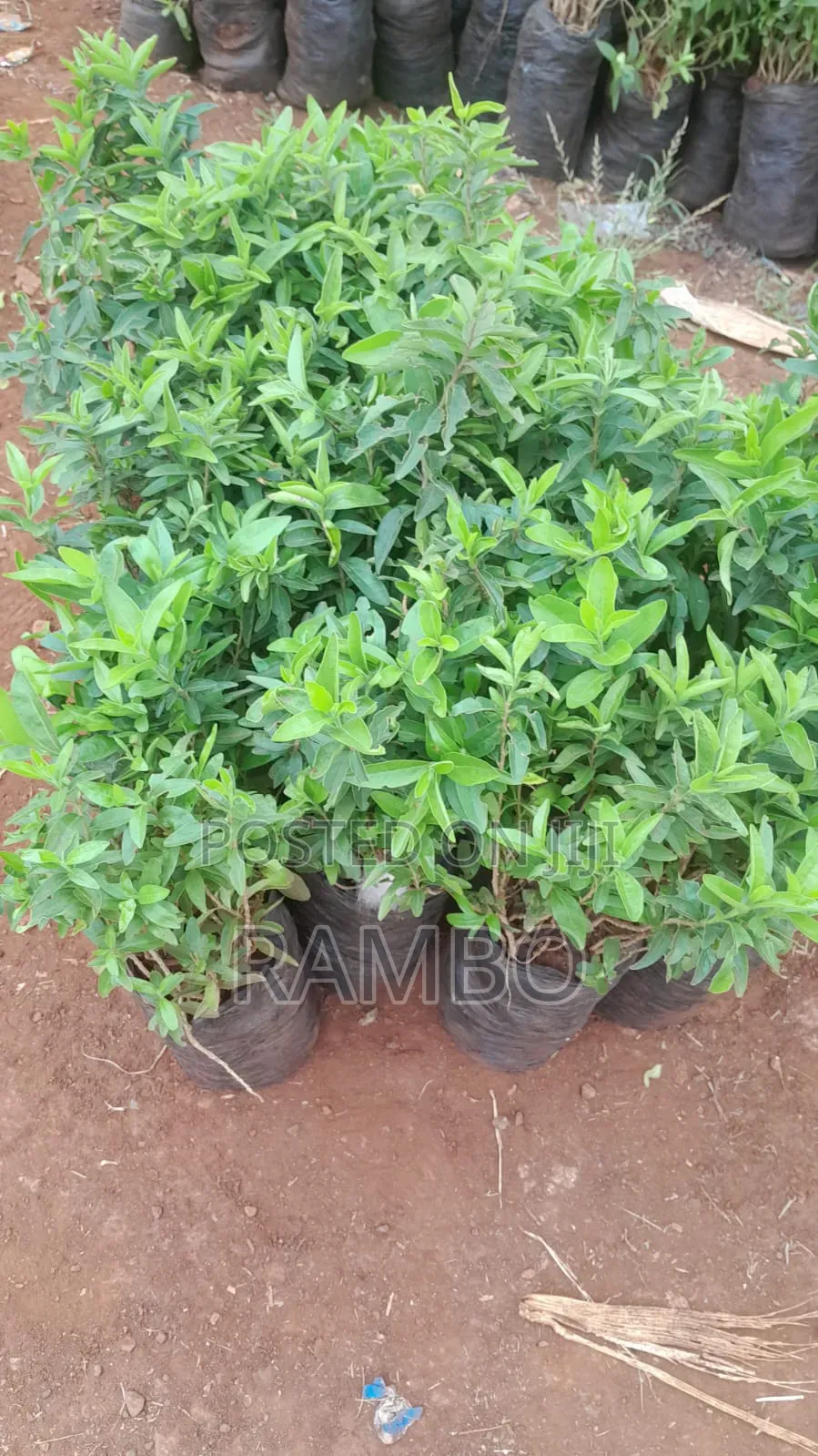 Kei Apple Seedlings for Fence Available Kayaba Seeds Available