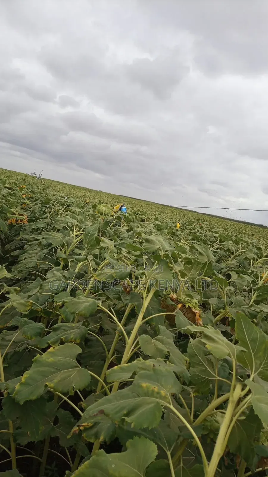 Oil Extraction Sunflower Seeds Per Ton.