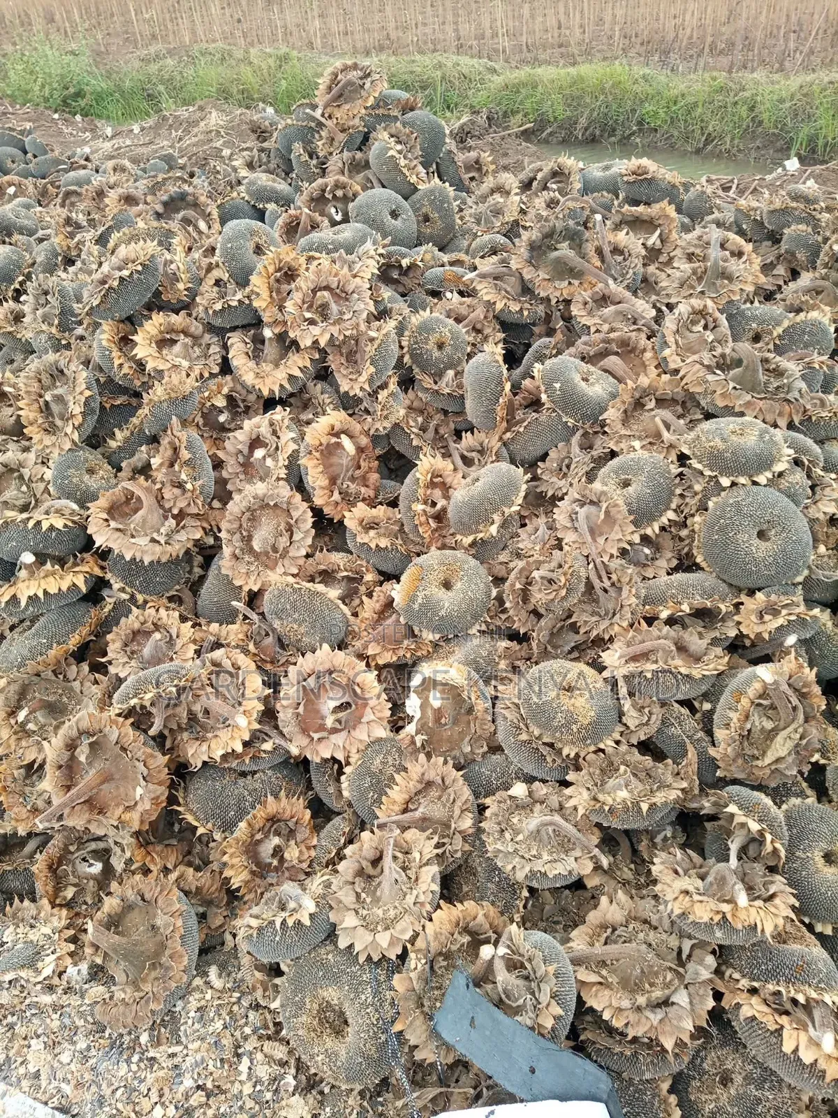 Oil Extraction Sunflower Seeds Per Ton.