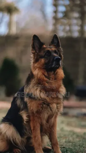 6-12 months Male Purebred German Shepherd
