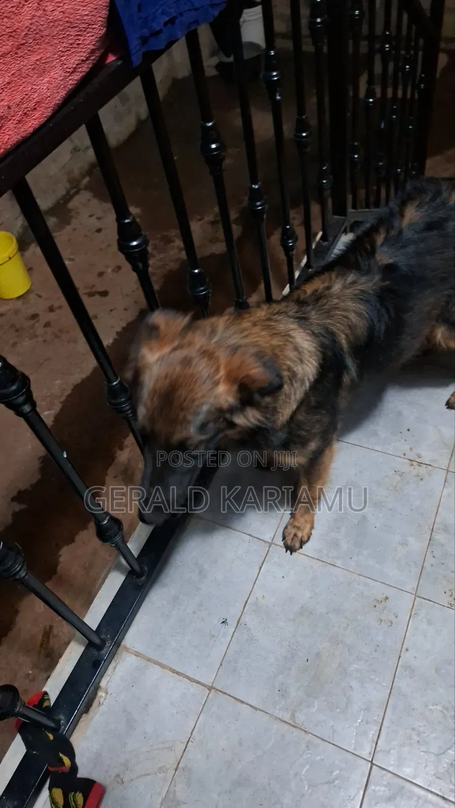 6-12 months Female Purebred German Shepherd