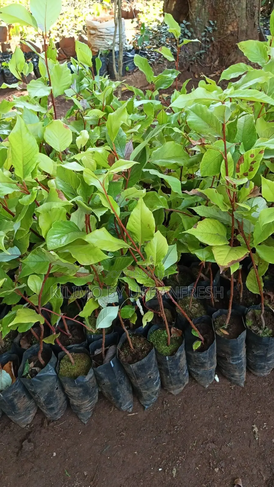 Camphor Tree Seedlings.