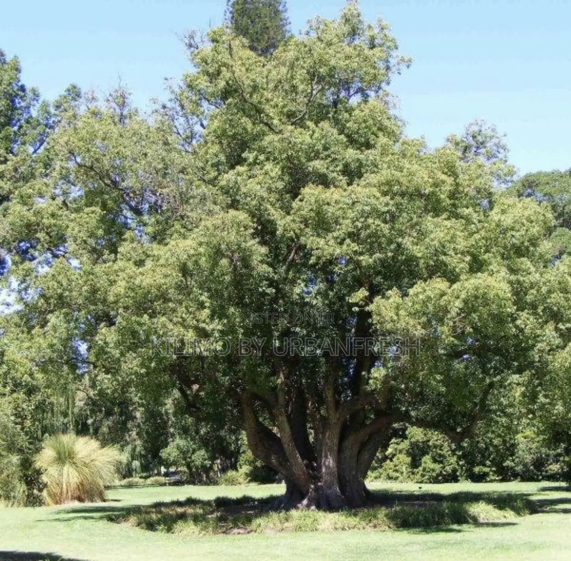 Camphor Tree Seedlings.
