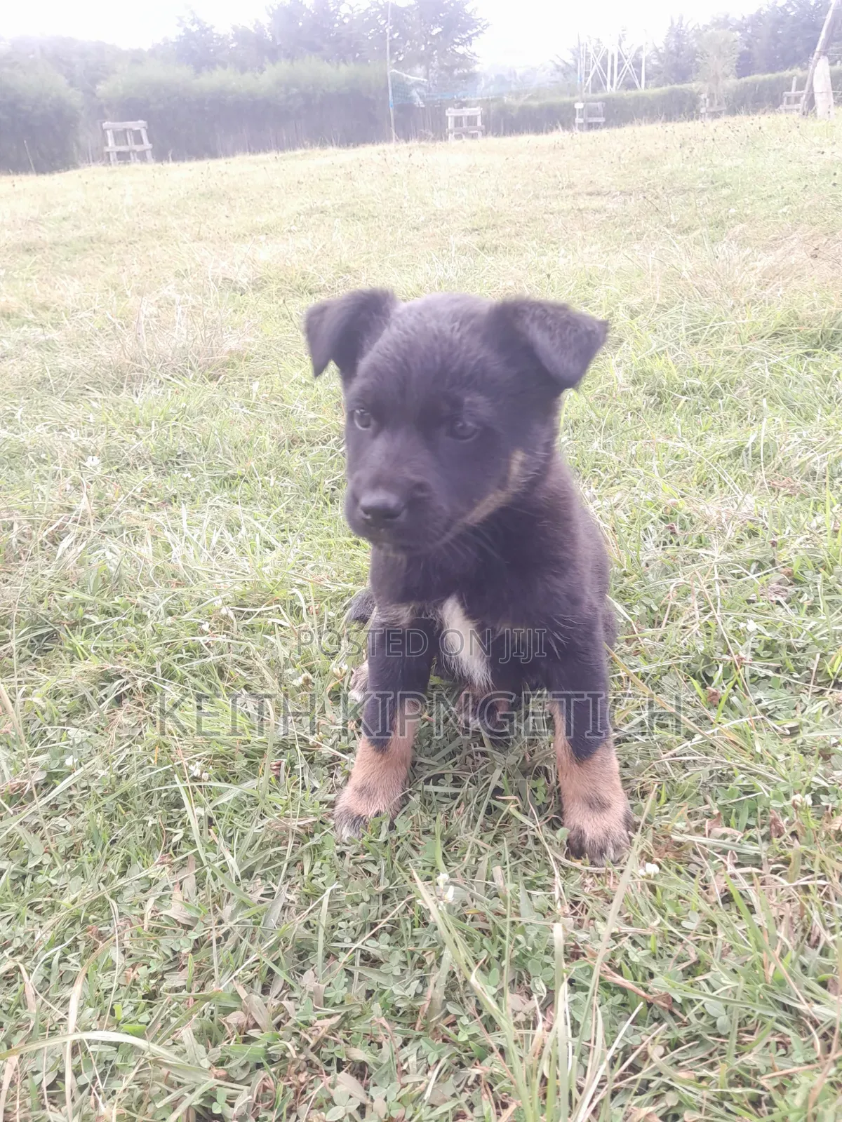 1-3 months Female Mixed Breed German Shepherd