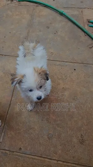3-6 months Male Mixed Breed Maltese