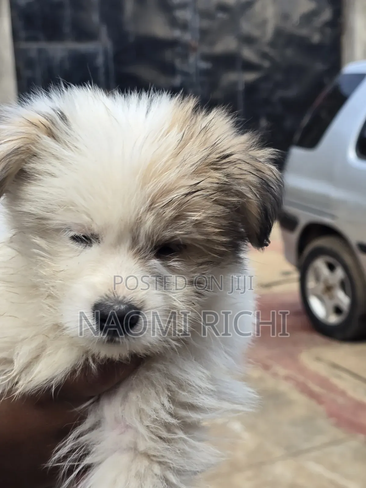 3-6 months Male Mixed Breed Maltese
