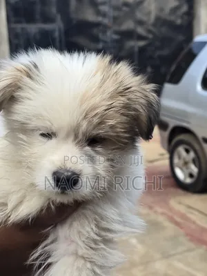3-6 months Male Mixed Breed Maltese