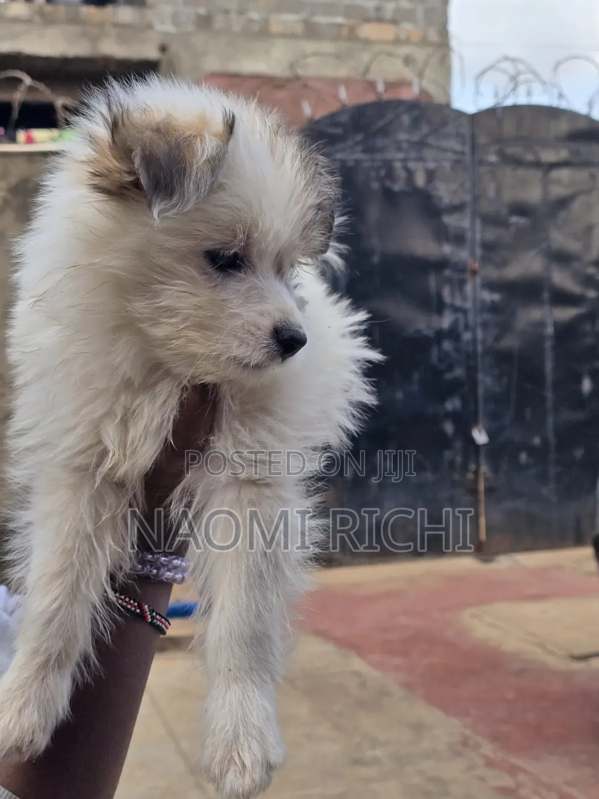 3-6 months Male Mixed Breed Maltese