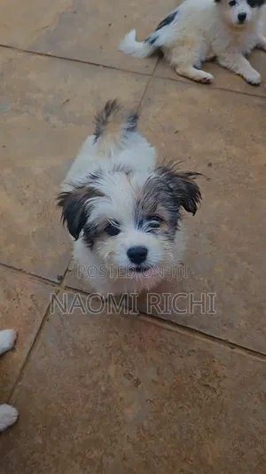 3-6 months Male Mixed Breed Maltese