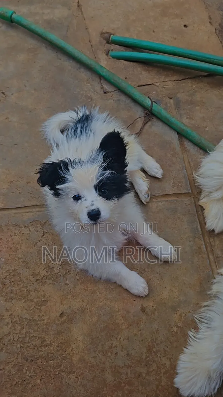 3-6 months Male Mixed Breed Maltese