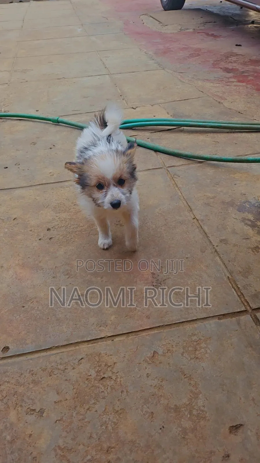 3-6 months Male Mixed Breed Maltese