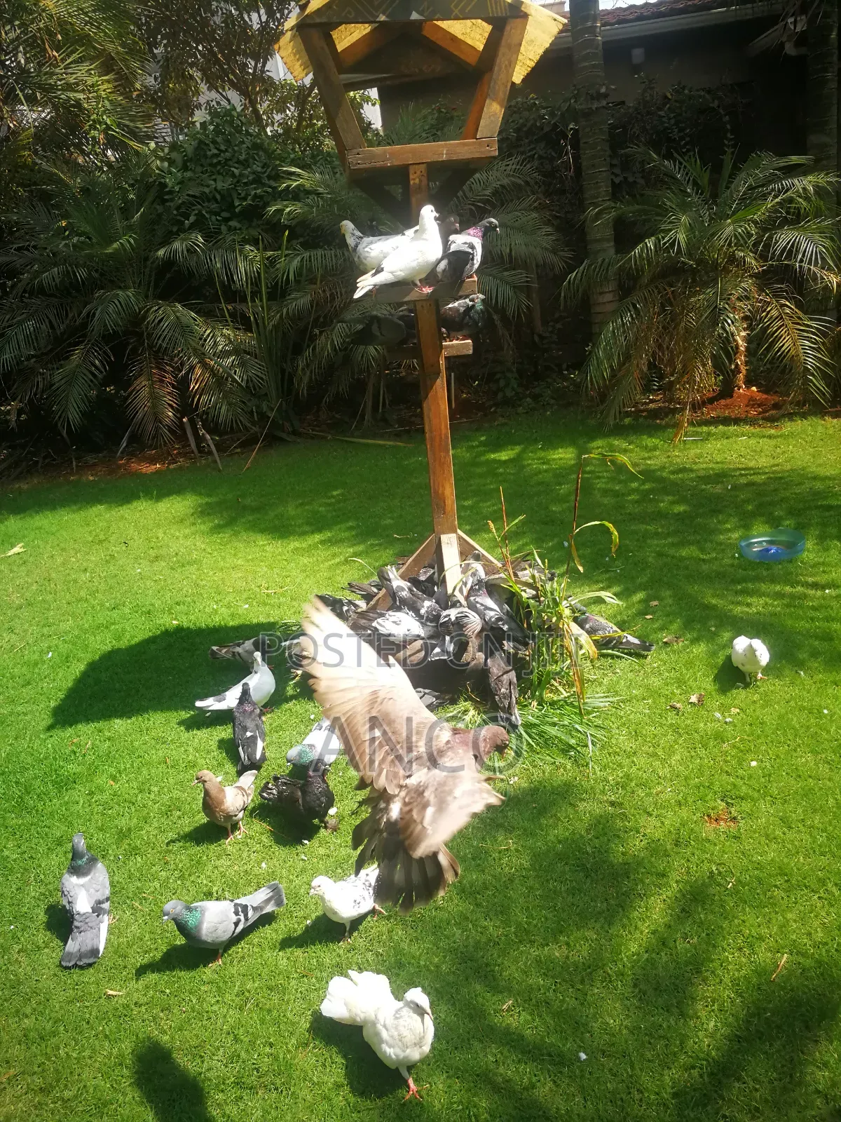 Pigeon Birds Available for You
